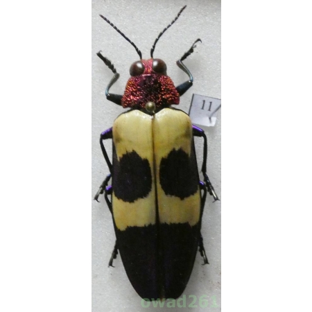Chrysochroa buqueti rugicollis (Gory, 1833) Thailand 43mm11